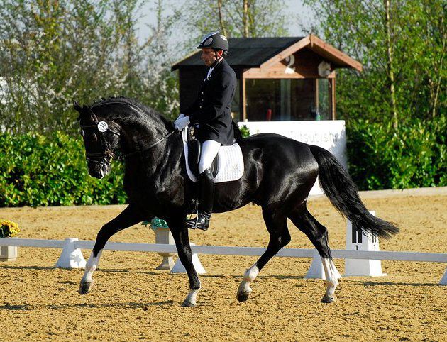 Dressage Movements